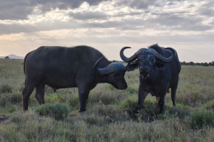 14 Day Kenya Masai Mara Tanzania Serengeti Zanzibar Beach Safaris (USD $4042 PER PERSON)