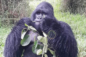 3 Days Uganda Gorilla Trek Safari (USD $1928 PER PERSON)
