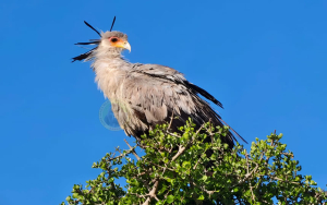 12 Day Tsavo West East and Masai Mara Lake Nakuru Amboseli National Parks Safaris (USD $3336 PER PERSON)