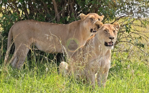 12 Day Masai Mara and Tanzania Serengeti Safaris (USD $3142 PER PERSON)