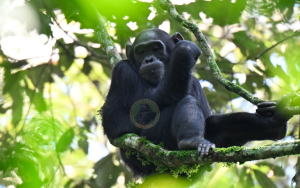 8 Days Best of Uganda Gorilla Trek and Queen Elizabeth Kibale Safari (USD $3268 PER PERSON)