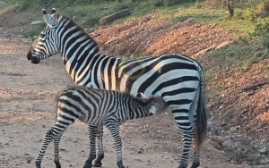 7 Days Samburu, Lake Bogoria, Lake Nakuru and Masai Mara National Reserve Safaris (USD $2128 PER PERSON)