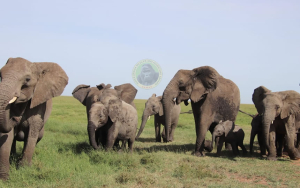 4 Days Amboseli, Tsavo West and Tsavo East National Parks (USD $1486 PER PERSON)