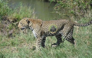 3 Days Tsavo West and Amboseli (USD $1242 PER PERSON)