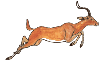 antelope escaping cheetah during super Africa safaris