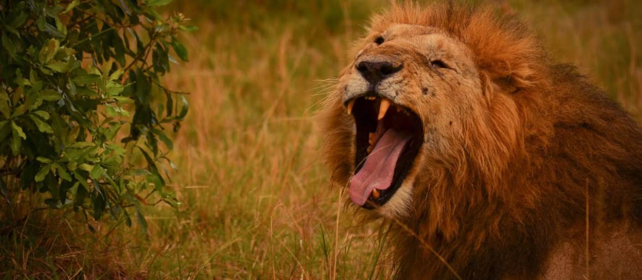Yawning lion in Masai Mara during Super Africa Wildlife Adventures Safaris