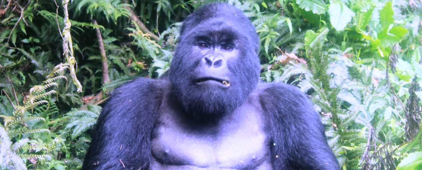 Mountain Gorilla in Bwindi Impenetrable Forest during Super Africa Wildlife Adventures Safaris