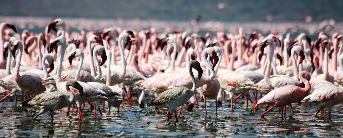 Flamingos in Lake Bogoria during Super Africa Wildlife Adventures Safaris