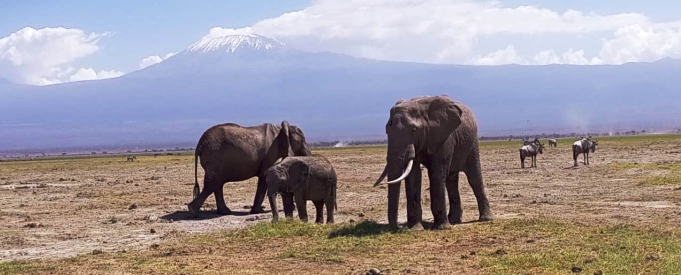 Elephants in Amboseli National Park during Super Africa Wildlife Adventures Safaris